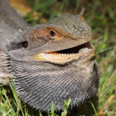 Pogona barbata at Acton, ACT - suppressed