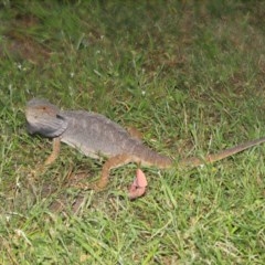 Pogona barbata at Acton, ACT - suppressed