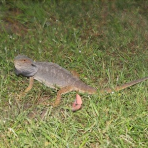 Pogona barbata at Acton, ACT - suppressed