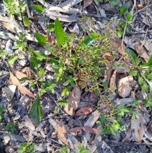 Pomax umbellata at Downer, ACT - 17 Nov 2020