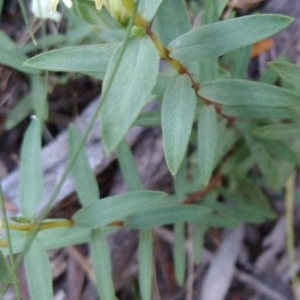 Pimelea linifolia at Downer, ACT - 17 Nov 2020