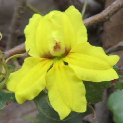 Goodenia hederacea (Ivy Goodenia) at Bellmount Forest, NSW - 21 Nov 2020 by Christine