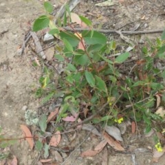 Goodenia hederacea at Bellmount Forest, NSW - 21 Nov 2020 10:43 PM