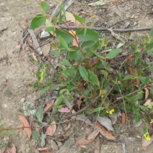 Goodenia hederacea at Bellmount Forest, NSW - 21 Nov 2020 10:43 PM