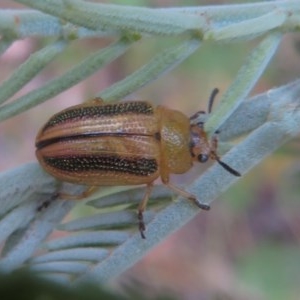 Calomela vittata at Bellmount Forest, NSW - 21 Nov 2020 11:05 PM