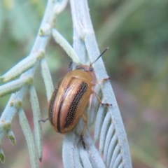 Calomela vittata at Bellmount Forest, NSW - 21 Nov 2020 11:05 PM