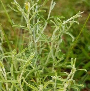 Vittadinia cuneata var. cuneata at Griffith, ACT - 22 Nov 2020