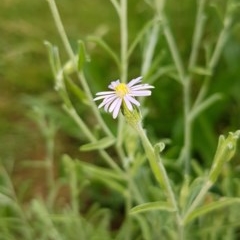 Vittadinia cuneata var. cuneata at Griffith, ACT - 22 Nov 2020