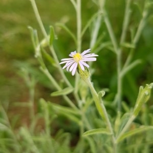 Vittadinia cuneata var. cuneata at Griffith, ACT - 22 Nov 2020