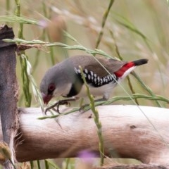 Stagonopleura guttata (Diamond Firetail) at Bellmount Forest, NSW - 21 Nov 2020 by rawshorty