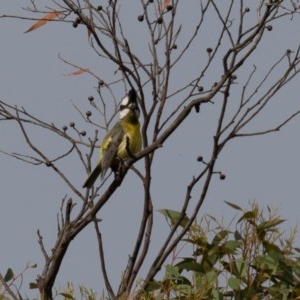 Falcunculus frontatus at Bellmount Forest, NSW - suppressed