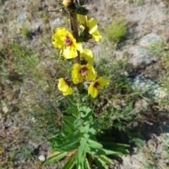 Verbascum virgatum (Green Mullein) at Farrer, ACT - 18 Nov 2020 by jamiebarney