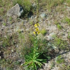 Verbascum virgatum at Farrer, ACT - 18 Nov 2020