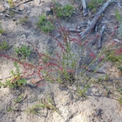 Gonocarpus tetragynus (Common Raspwort) at Isaacs, ACT - 18 Nov 2020 by jamiebarney