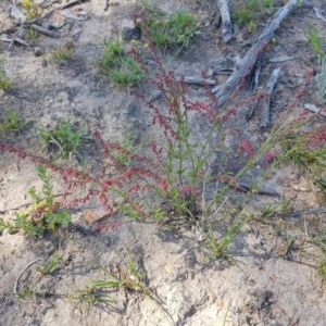 Gonocarpus tetragynus at Isaacs, ACT - 18 Nov 2020 11:35 PM