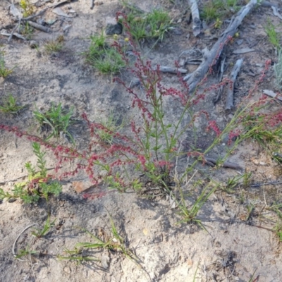 Gonocarpus tetragynus (Common Raspwort) at Isaacs, ACT - 18 Nov 2020 by jamiebarney