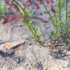 Gonocarpus tetragynus at Isaacs, ACT - 18 Nov 2020 11:35 PM