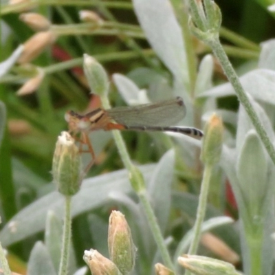 Xanthagrion erythroneurum (Red & Blue Damsel) at Macarthur, ACT - 21 Nov 2020 by RodDeb