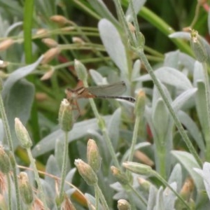 Xanthagrion erythroneurum at Macarthur, ACT - 22 Nov 2020