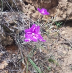 Thysanotus tuberosus subsp. tuberosus at Downer, ACT - 21 Nov 2020