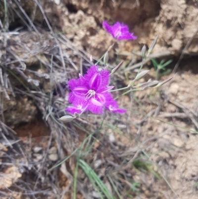 Thysanotus tuberosus subsp. tuberosus (Common Fringe-lily) at Downer, ACT - 21 Nov 2020 by jamiebarney