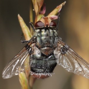 Entomophthora sp. (genus) at Acton, ACT - 21 Nov 2020