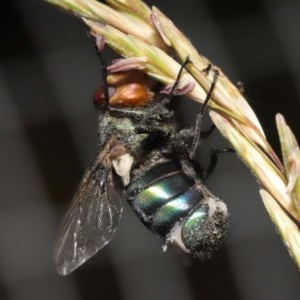 Entomophthora sp. (genus) at Acton, ACT - 21 Nov 2020