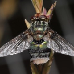 Entomophthora sp. (genus) at Acton, ACT - 21 Nov 2020