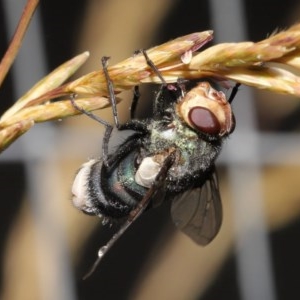 Entomophthora sp. (genus) at Acton, ACT - 21 Nov 2020