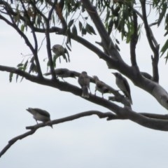 Manorina melanocephala (Noisy Miner) at Macarthur, ACT - 21 Nov 2020 by RodDeb