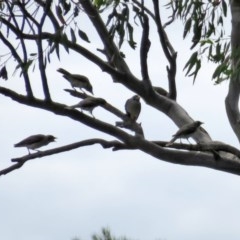 Manorina melanocephala at Macarthur, ACT - 22 Nov 2020