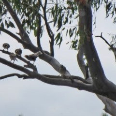 Manorina melanocephala at Macarthur, ACT - 22 Nov 2020