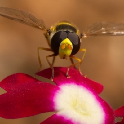 Simosyrphus grandicornis (Common hover fly) at Ainslie, ACT - 21 Nov 2020 by trevsci