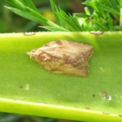 Epiphyas postvittana (Light Brown Apple Moth) at Macarthur, ACT - 21 Nov 2020 by RodDeb