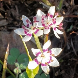 Wurmbea dioica subsp. dioica at Cook, ACT - 6 Sep 2020