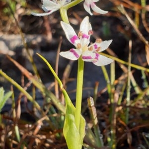 Wurmbea dioica subsp. dioica at Cook, ACT - 6 Sep 2020