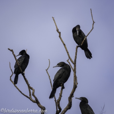 Phalacrocorax sulcirostris (Little Black Cormorant) at Lake Burley Griffin West - 6 Nov 2020 by JonSteinbeck