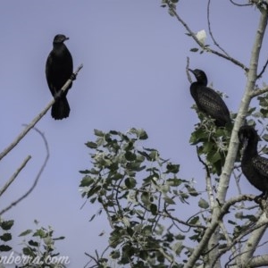 Phalacrocorax sulcirostris at Acton, ACT - 6 Nov 2020