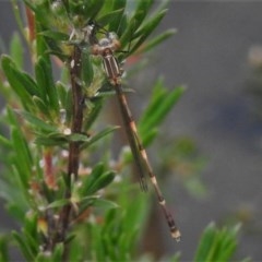 Austrolestes leda (Wandering Ringtail) at Paddys River, ACT - 22 Nov 2020 by JohnBundock