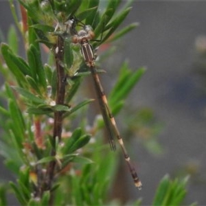 Austrolestes leda at Paddys River, ACT - 22 Nov 2020 12:58 AM