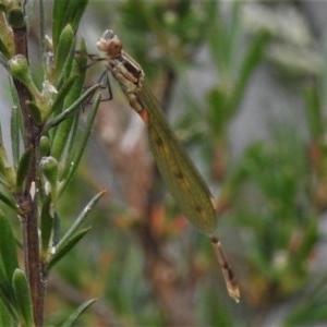 Austrolestes leda at Paddys River, ACT - 22 Nov 2020