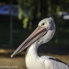 Pelecanus conspicillatus (Australian Pelican) at Lake Burley Griffin West - 13 Nov 2020 by JonSteinbeck