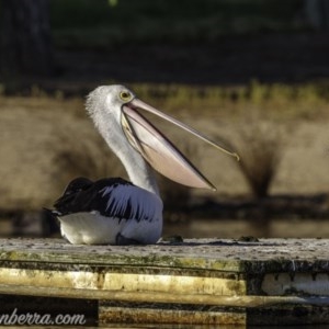 Pelecanus conspicillatus at Yarralumla, ACT - 13 Nov 2020