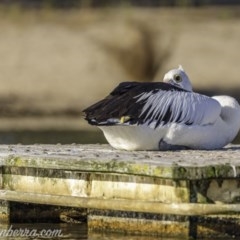 Pelecanus conspicillatus at Yarralumla, ACT - 13 Nov 2020