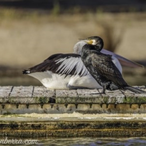 Phalacrocorax carbo at Yarralumla, ACT - 13 Nov 2020 07:34 PM