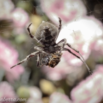 Socca pustulosa (Knobbled Orbweaver) at Hughes, ACT - 13 Nov 2020 by BIrdsinCanberra