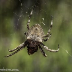 Socca pustulosa at Hughes, ACT - 13 Nov 2020