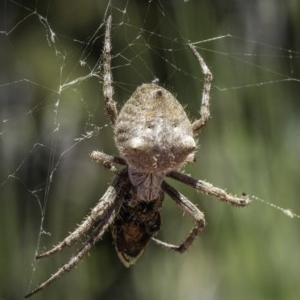 Socca pustulosa at Hughes, ACT - 13 Nov 2020