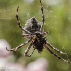 Socca pustulosa at Hughes, ACT - 13 Nov 2020