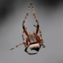 Socca pustulosa (Knobbled Orbweaver) at Acton, ACT - 22 Nov 2020 by TimL